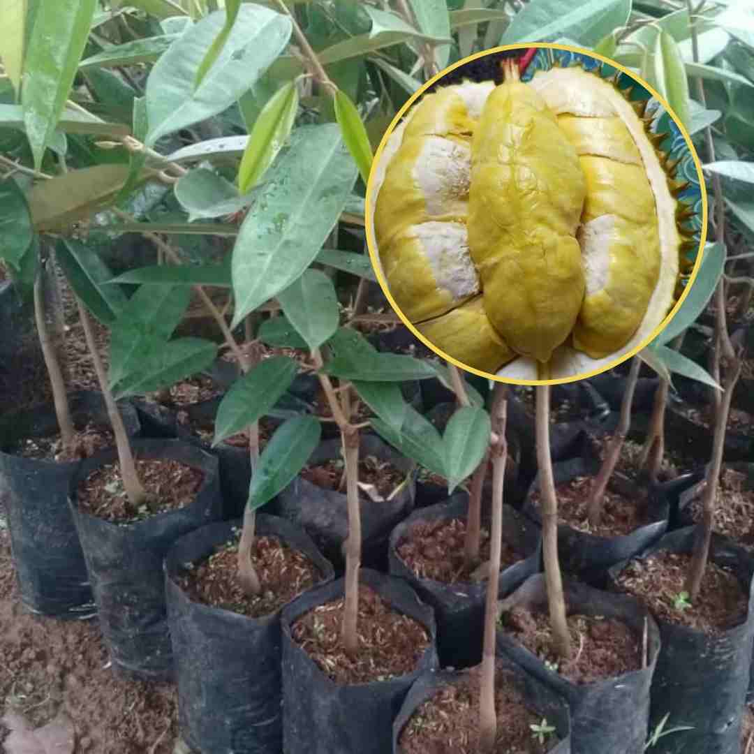 Bibit Durian Matahari