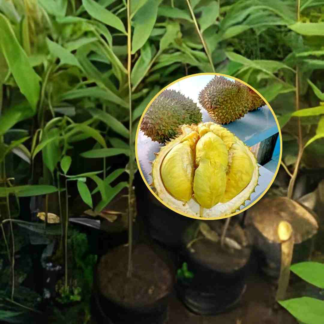 Bibit Durian Montong