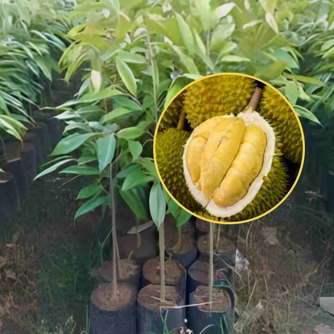 Bibit Durian Musang King