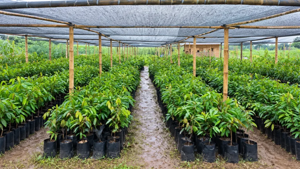 Tampak Depan Kebun GREEN TANI