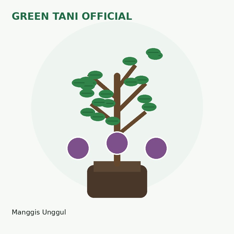 Bibit Manggis Unggul