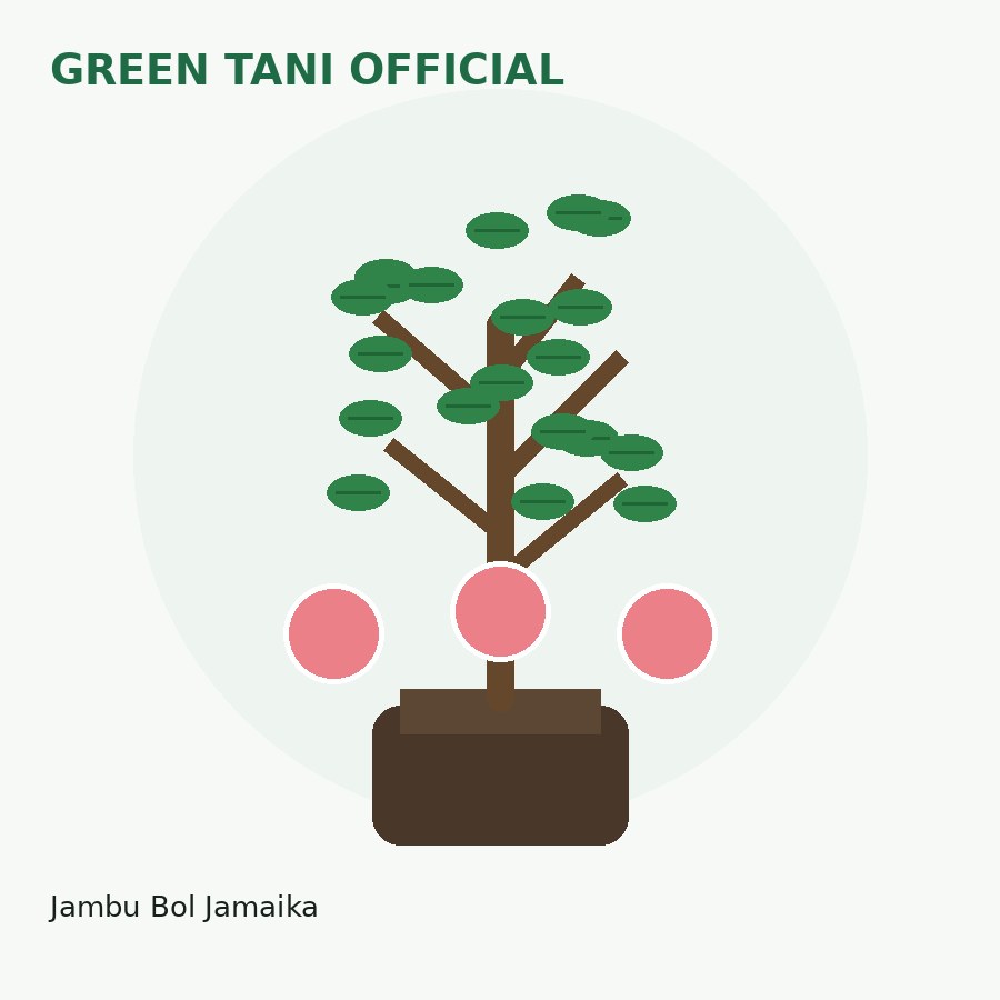 Bibit Jambu Bol Jamaika